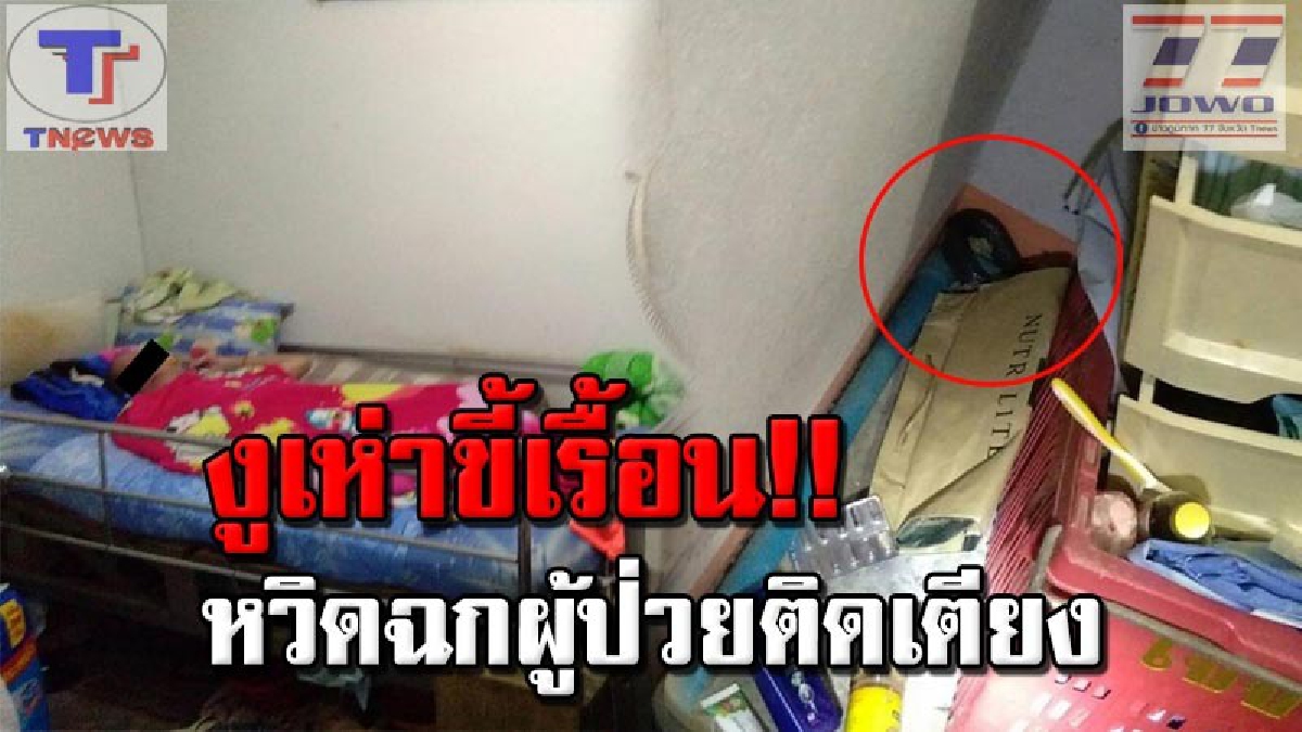 อสรพิษร้ายในเงามืด !!! สาวใหญ่กรี๊ดลั่นบ้าน.."งูเห่าขี้เรื้อน" บุกห้องนอน หวิดฉกสามีป่วยอัมพาตคาเตียง ก่อนเลี้อยหนีเข้าซอกแคบ.. (คลิป)