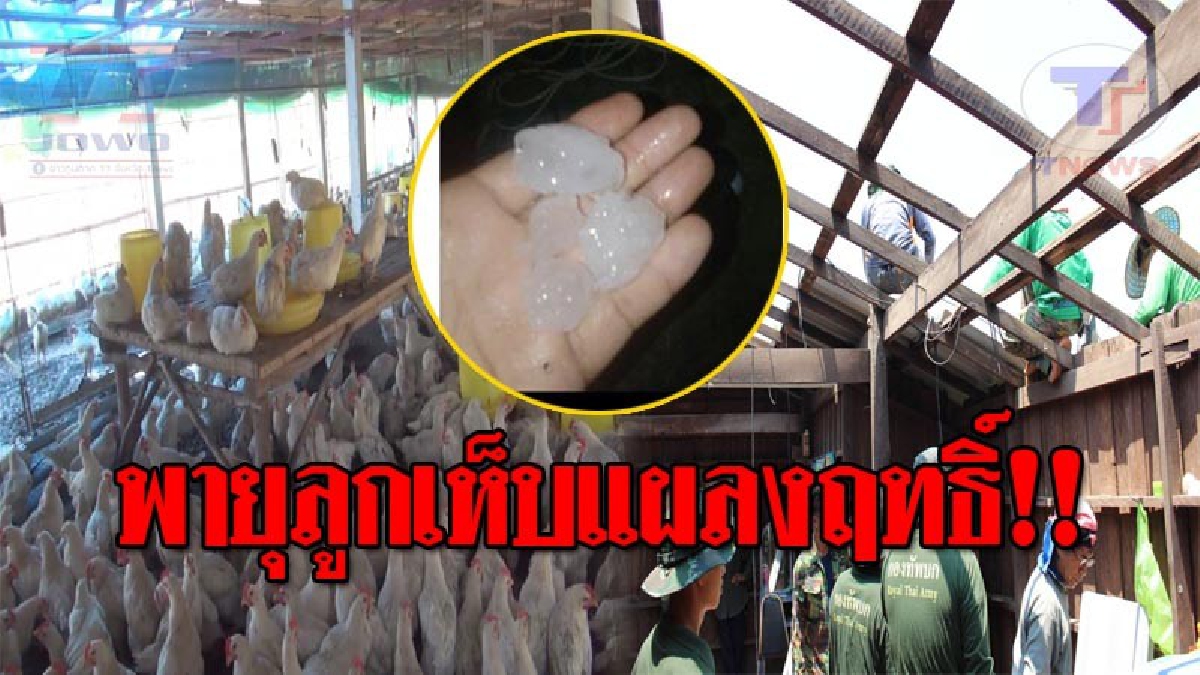 พายุลูกเห็บกระหน่ำ..!! ไก่ตายนับพันตัว ทั้งฝนทั้งลมซัดหมู่บ้านใน ต.บ้านเอื้อม อ.เมืองลำปาง อ่วม 200 หลัง!? (ชมคลิป)