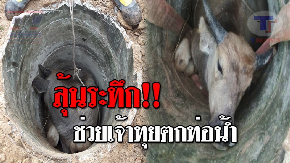 นาทีชีวิต..!! ชาวบ้านเร่งช่วย ควายพลัดตกท่อน้ำบาดาล หายใจหืดหอบด้วยความอ่อนแรง ท่ามกลางความลุ้นระทึกของชาวบ้าน!? (ชมคลิป)