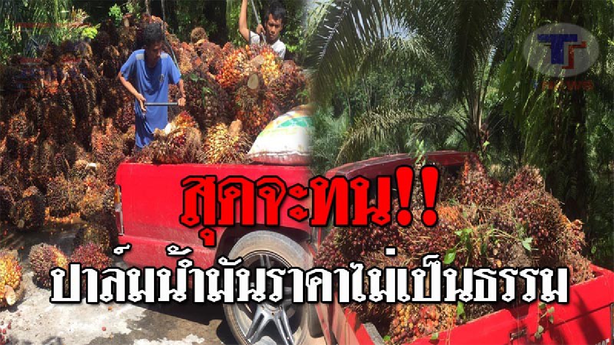 เหลืออด..!! ชาวสวนปาล์มภาคใต้สุดทน หลังราคาไม่เป็นธรรม นัดรวมพลังร้องศาลปกครองวันนี้ ชี้ซื้อตามความพอใจภาคของรัฐ ไร้การกำกับดูแล!? (ชมคลิป)