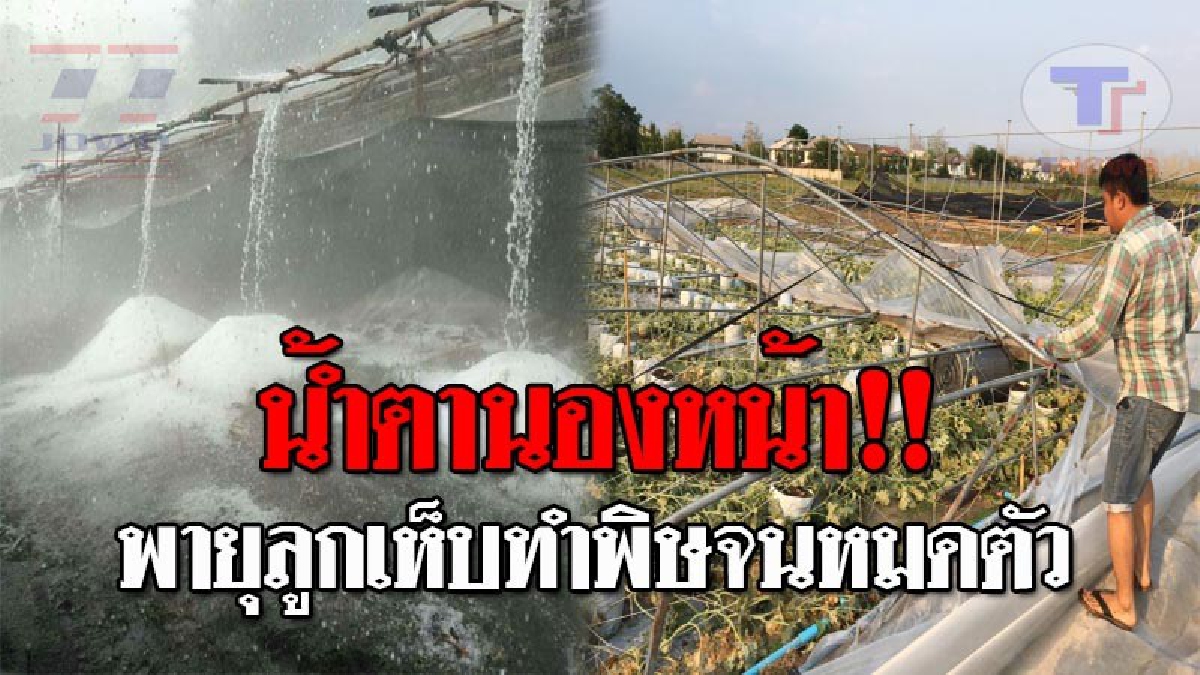 รุนแรงสุดในรอบ 10 ปี..!! หนุ่มเชียงใหม่น้ำตาตก โรงปลูกแคนตาลูป-โรงเพาะกล้ากาแฟ ถูกพายุลูกเห็บพัดถล่ม พังเสียหายหมดตัว มูลค่านับล้านบาท!?