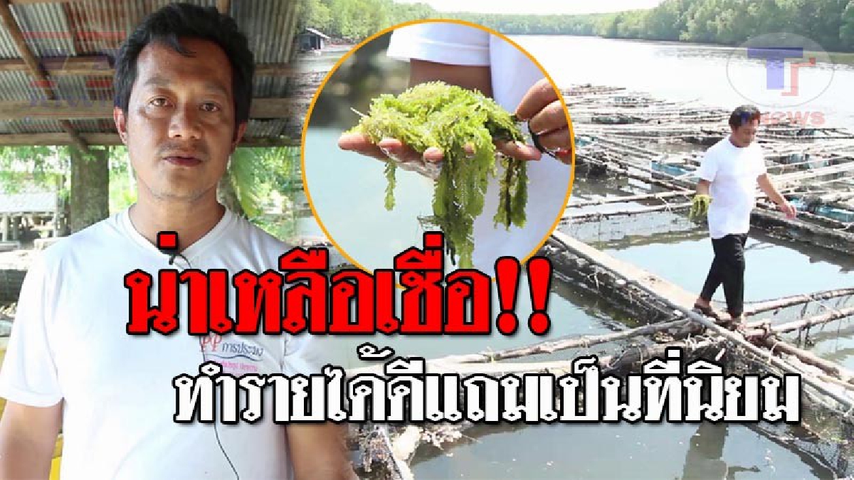 อาชีพง่ายๆสุดชิค..!! เกษตรกรเพาะเลี้ยง "สาหร่ายขนนก" - "สาหร่ายพวงองุ่น" ขายส่งรายได้ดี ทำได้สารพัดเมนู เพื่อคนรักสุขภาพ!? (ชมคลิป)