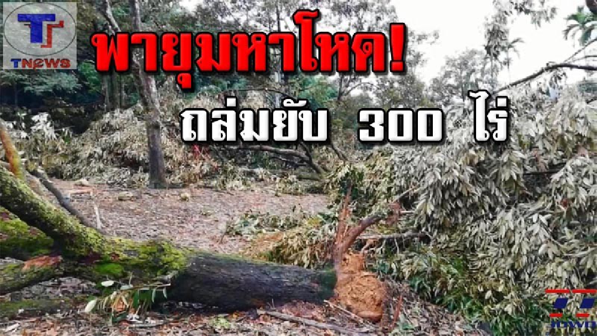พายุลมแรง!!! กระหน่ำสวนทุเรียนในรอบ 1-2 วัน ทำพื้นที่ อ.ขลุง จ.จันทบุรี กว่า 300 ไร่ เสียหายหนัก มูลค่ากว่า 12 ล้านบาท (มีคลิป)