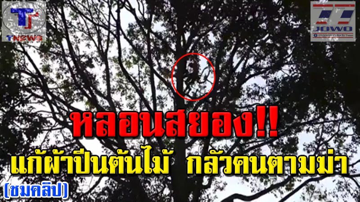 เปิดคลิปเพี้ยนหลุดโลก !! หนุ่มใหญ่คลุ้มคลั่ง ขาดยาจนหลอน! ก่อนบุกวัดดัง แก้ผ้าปีนต้นตะเคียนทองสูงลิบ มือกำมีดสั้นแน่น อ้างมีคนตามฆ่า (คลิป)