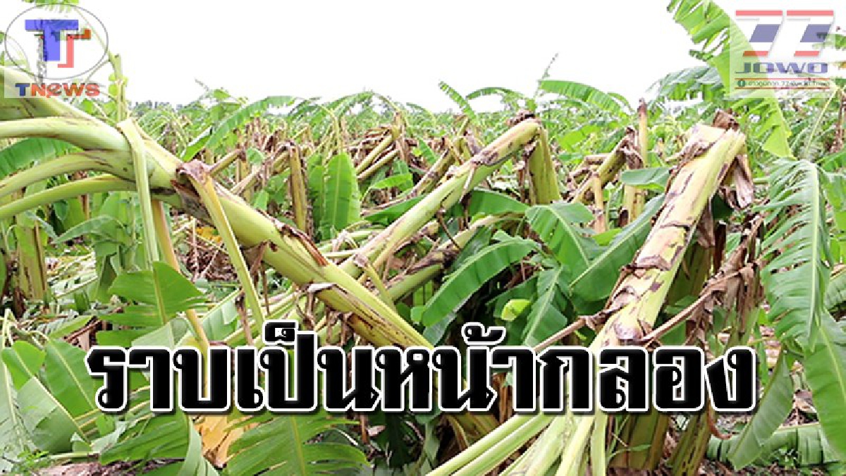 หมดตัวแล้วครับ!!! หนุ่มเกษตรลูกแม่โจ้น้ำตาซึม หมดตัวเพราะเจอฤทธิ์พายุฤดูร้อนพัดกระหน่ำ ทำพืชผลการเกษตรเสียหายยับเยิน (คลิป)