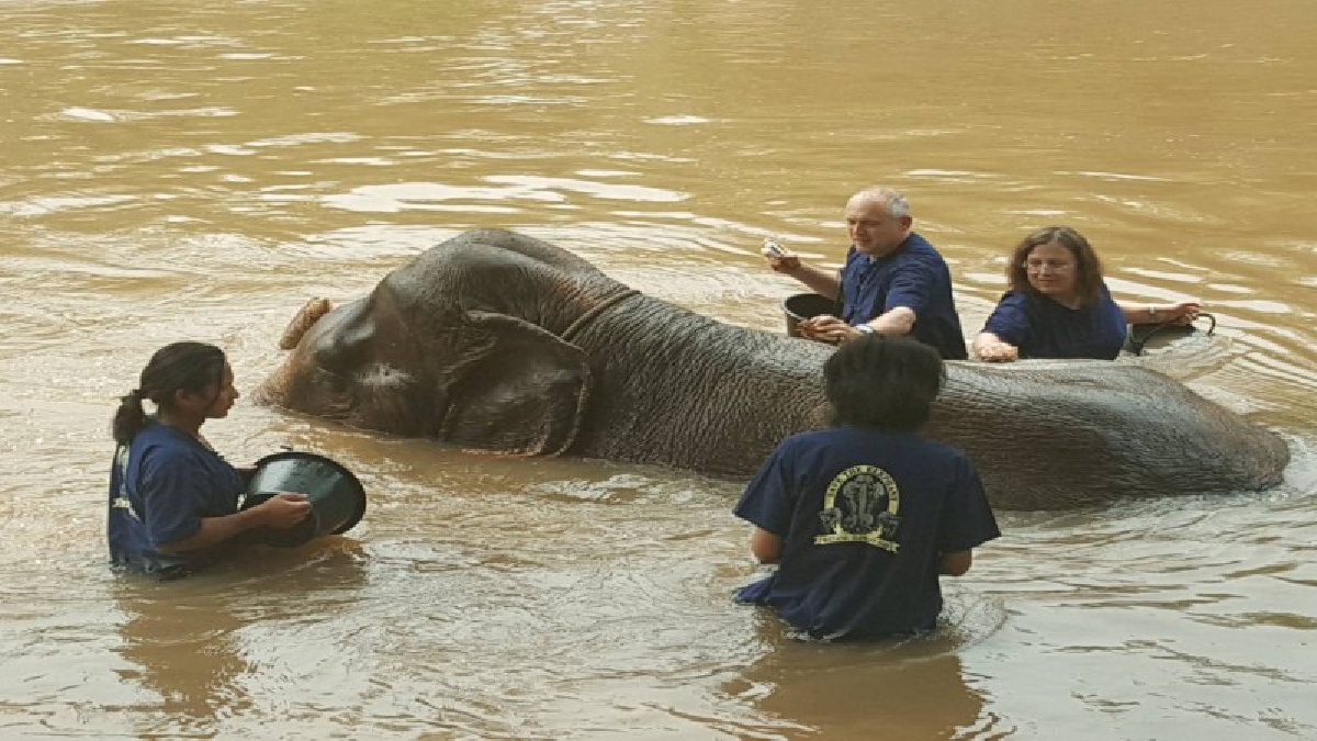 ปางช้างแม่แตง สานสัมพันธ์ คนกับช้าง รักกันอยู่ร่วมกัน
