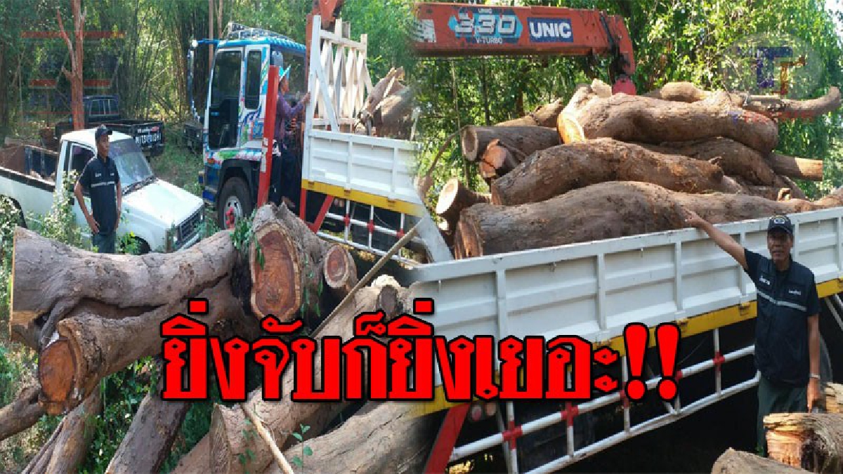 จับยังไงก็ไม่หมดสิ้น..!! จนท.ตรวจยึดไม้พยุง ที่กลุ่มลักลอบตัดไม้ นำมาทิ้งไว้ข้างวัด เตรียมสบโอกาสขนออกไป!? (ชมคลิป)