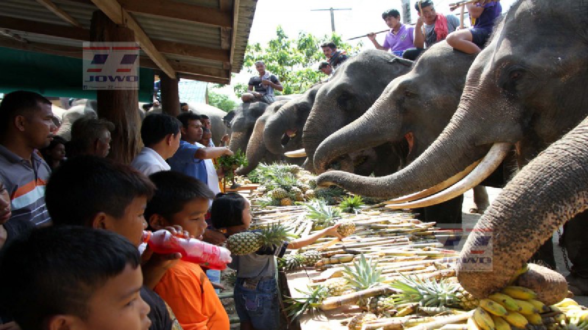 คุณตาใจดี เลี้ยงบุฟเฟ่ต์ช้าง 20 เชือก ตอบแทนบุญคุณสร้างงานสร้างรายได้