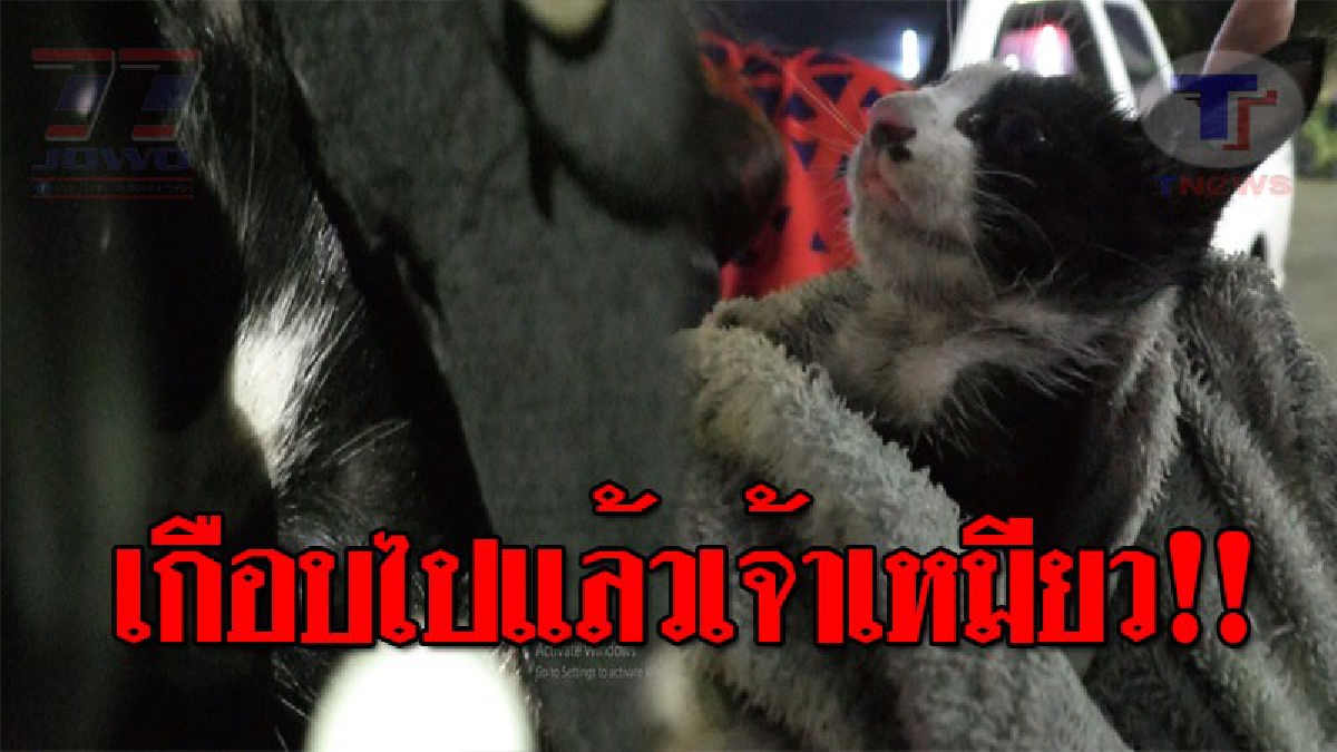 นาทีช่วยชีวิต..!! หนุ่มนักวิ่ง โร่ช่วยเหลือลูกแมวน้อย หลังเข้าไปติดในห้องเครื่องรถยนต์ ส่งเสียงร้องด้วยความเจ็บปวด!? (ชมคลิป)