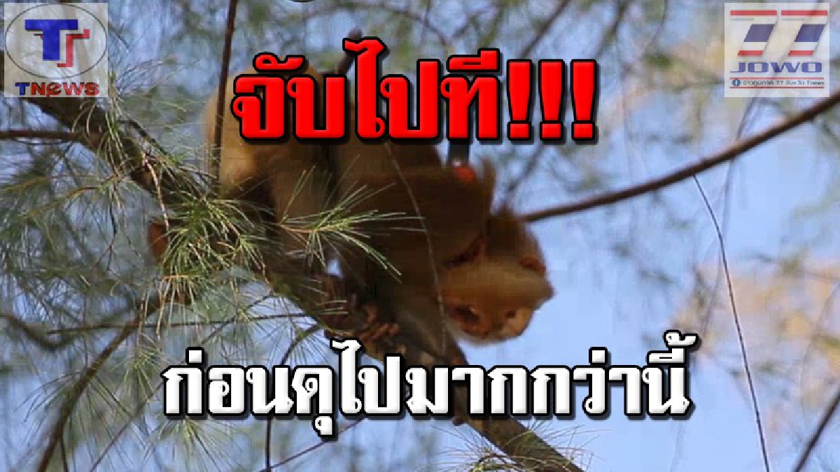 อย่าให้ต้องมีคนเจ็บก่อนเลย!? ชาวบ้านวอน จนท.เร่งจับลิงหลุดโซ่ หลังผ่านไปเป็นเดือน ยังจับไม่ได้ ล่าสุดเริ่มมีอาการดุร้าย ขู่ผู้คนแล้ว (คลิป)