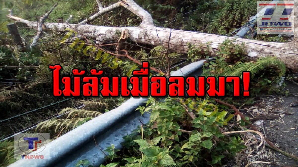 ระทึกกลางดึก !! ต้นไม้ใหญ่เมืองแม่ฮ่องสอน ล้มระเนระนาดปิดถนน ซ้ำ! พาดสายไฟ้ล้มทั้งต้น ทำไฟดับมืดมิดทั้งหมู่บ้าน