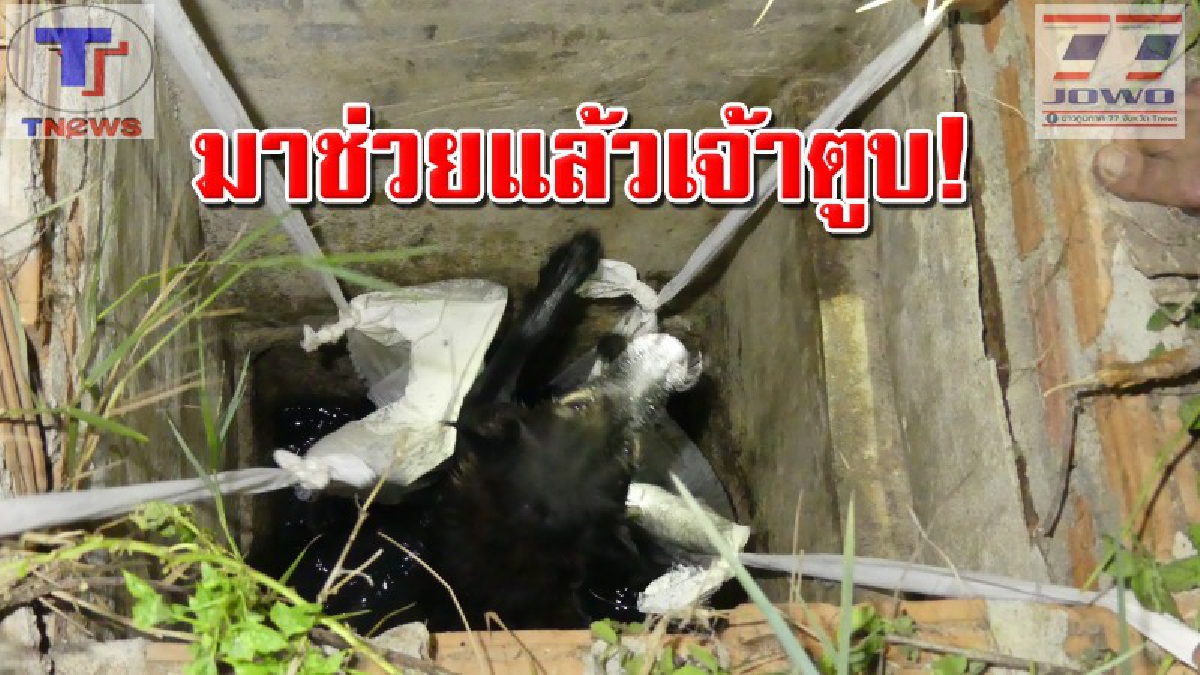 ร่ำร้องจนคนได้ยิน !! สุดเวทนา เจ้าตูบเพศเมียร้องลั่น หลังตกอยู่ในท่อระบายน้ำ ชาวบ้านได้ยินโร่แจ้งกู้ภัยช่วยชีวิตทุลักทุเล..
