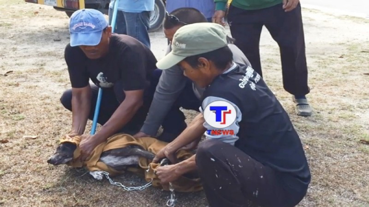 ชาวบ้านแตกตื่น สุนัขจรจัดไล่กัดทั่วหมู่บ้าน โดยเฉพาะหน้าศูนย์เด็กเล็ก แจ้งเจ้าหน้าที่ช่วยจับขังดูอาการ