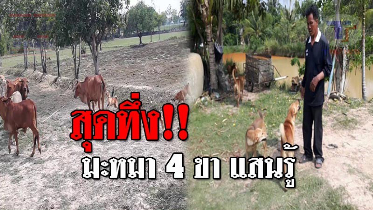 เจ้านายครับเดี๋ยวผมช่วย..!! เจ้าตูบ 4 ตัว ช่วยกันไล่ต้อนวัว-ควาย ออกไปเลี้ยงกินหญ้าตามทุ่งนา แทนเจ้านาย ทำเอาฮือฮากันยกหมู่บ้าน!? (ชมคลิป)