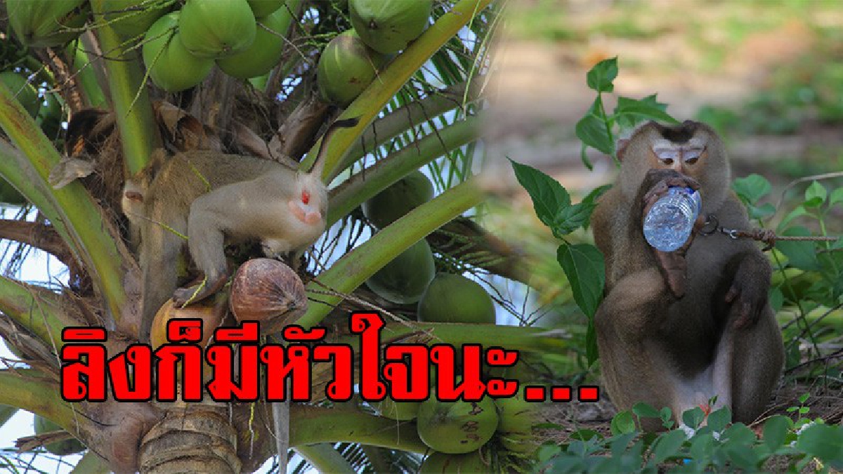 เหนื่อยเป็นเหมือนกันนะ !? ภาพสุดน่ารัก ลิงทำงานเหนื่อยจนหมดแรง เปิดฝาขวดน้ำกินเอง โชว์ชาวบ้าน