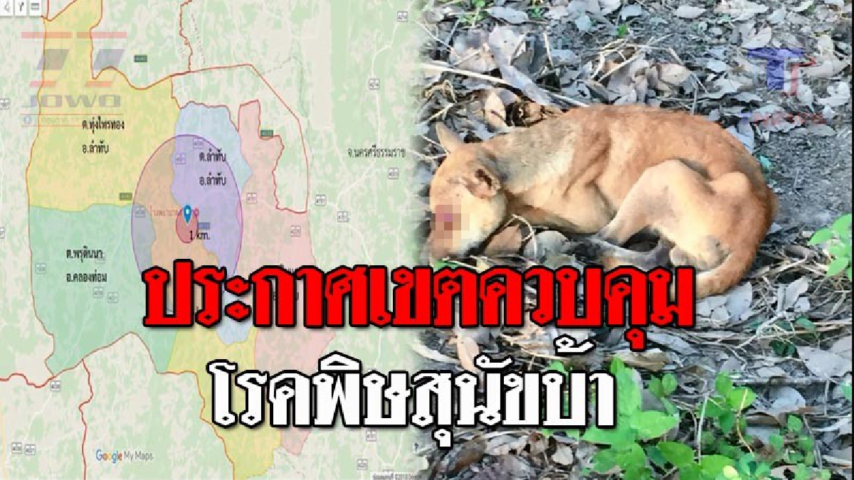 ระบาดหนัก..!! กรมปศุสัตว์ประกาศ เขตโรคพิษสุนัขบ้าระบาด บริเวณ หมู่ที่ 3 ต.ทุ่งไทรทอง และรัศมี 5 กม. หลังพบสุนัขติดเชื้อ 1 ตัว!? (ชมคลิป)