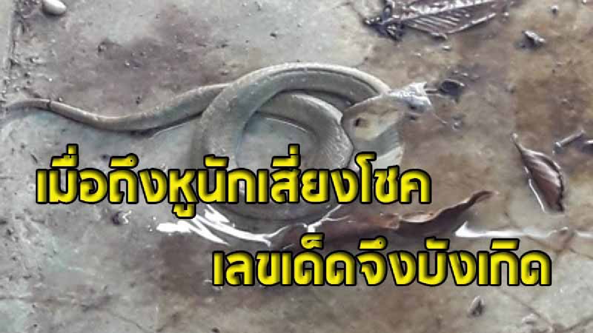แม่บ้านรีสอร์ทดังในตัวเมืองอุดรฯ เจองูจงอางชูคอแผ่แม่เบี้ยในบ่อน้ำ เชื่อ..นำโชคลาภมาให้ เผยมีเลขเด็ดไว้แล้ว (คลิป)