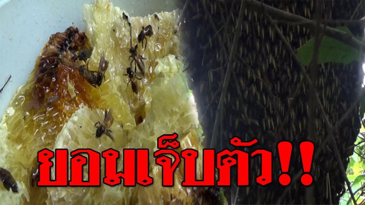 คลิปยอมเจ็บตัวลุยป่า หา&ldquo;น้ำผึ้ง&rdquo;อาชีพเสริมในช่วงหน้าแล้ง  เห็นรายได้ถึงกับอึ้งกันเลยทีเดียว