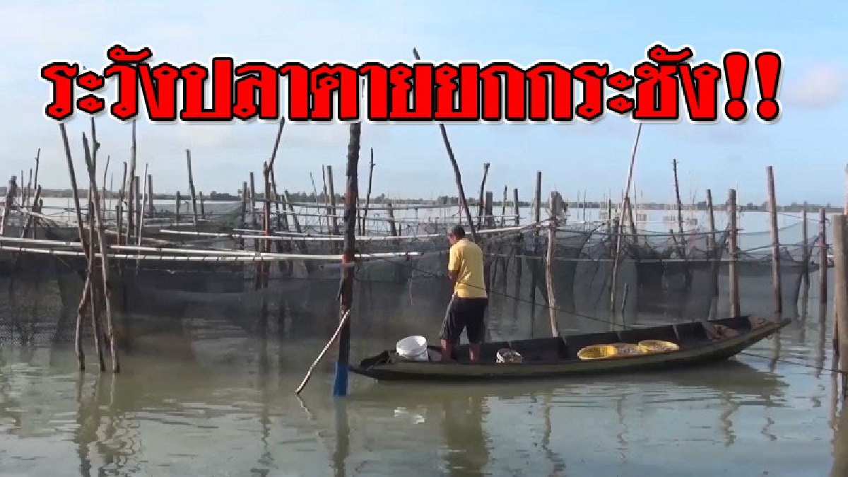จงฟังคำเตือน ! นักวิชาการประมงเตือนเกษตรกรที่เลี้ยงปลาในกระชังในช่วงหน้าร้อน มีความเสี่ยงสูงที่ปลาจะตาย เหตุจากขาดออกซิเจนในน้ำ!?