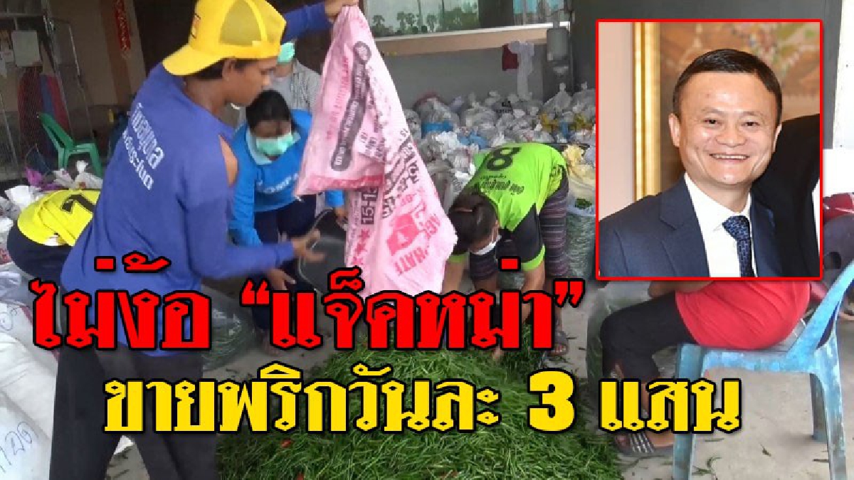 ไม่ง้อแจ็คหม่า!! เกษตรกรสงขลาพลิกนาร้างปลูกพริกเขียว ส่งขายมาเลย์ รายได้วันละ 3 แสนบาท มีเท่าไหร่เอาหมด