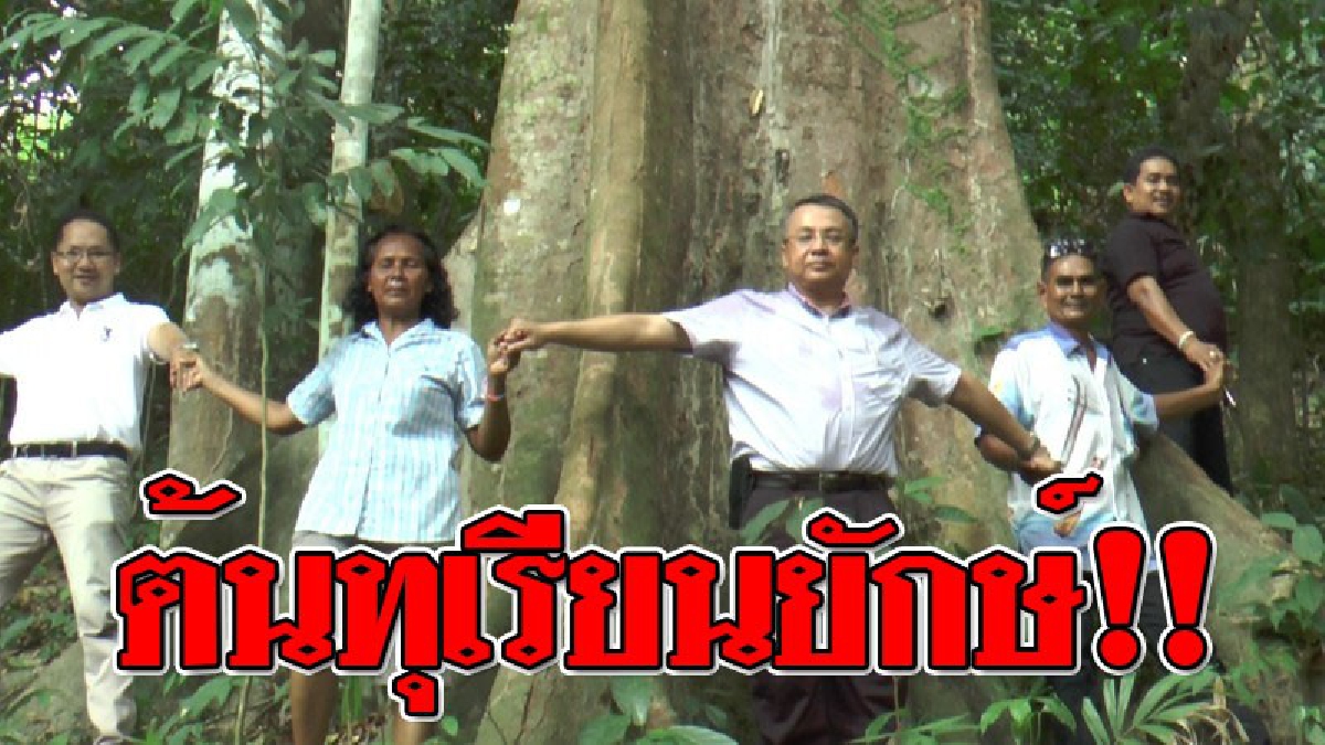 ถึงกับร้องว้าว ! ต้นทุเรียนยักษ์ อายุนับร้อยปี ให้ผลผลิตกว่า 4 พันลูกต่อปี นักท่องเที่ยวและคอทุเรียนจับจองที่จะมารอชิมทุเรียนใต้ต้นแบบสดๆ