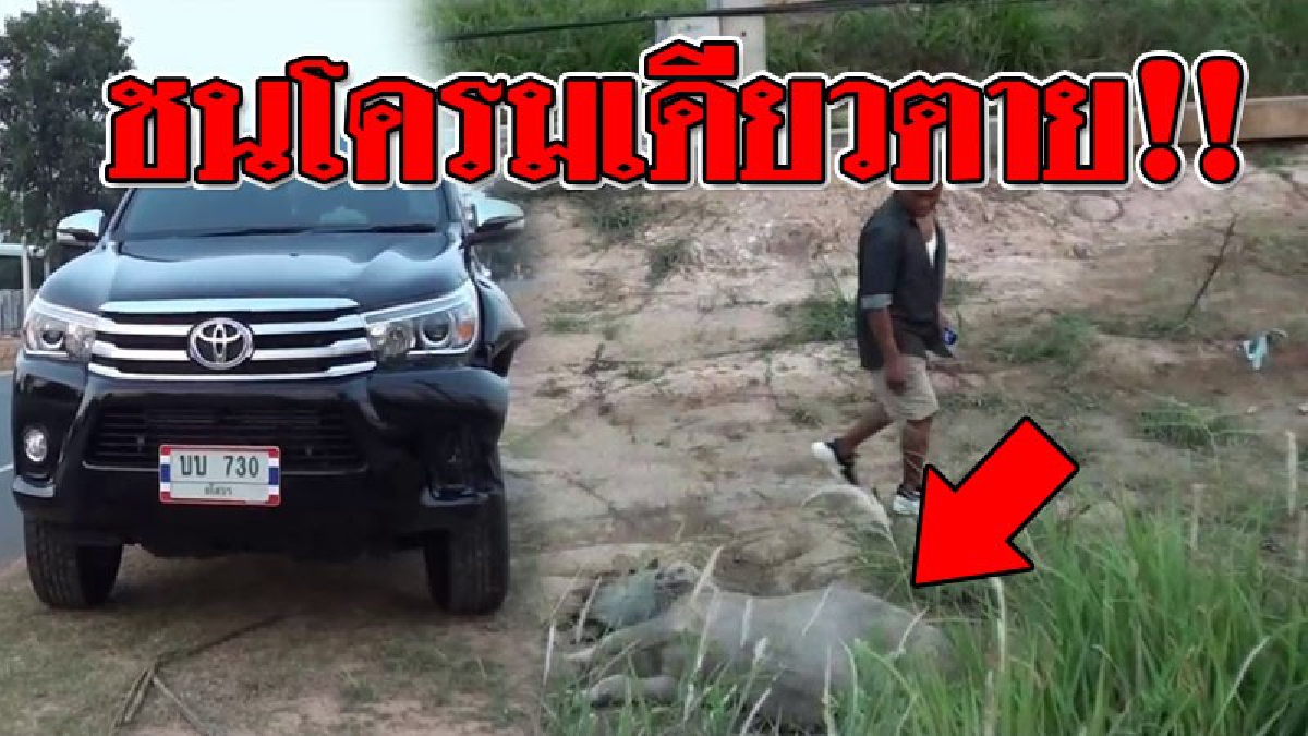 ชนอย่างแรง..ถึงกับตายคาที่!! รถกระบะพุ่งชนลูกควาย ที่วิ่งตัดหน้ารถ โชคดีที่ไม่เสียหลักพลิกคว่ำ แต่ลูกควายนอนตายแน่นิ่ง..!?