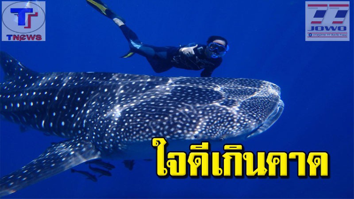 สวยสยอง!! ยักษ์ใหญ่ทะเลใต้ ฉลามใจดีว่ายน้ำเล่นหยอกล้อ นทท.ส่งจนลับตา (คลิป)