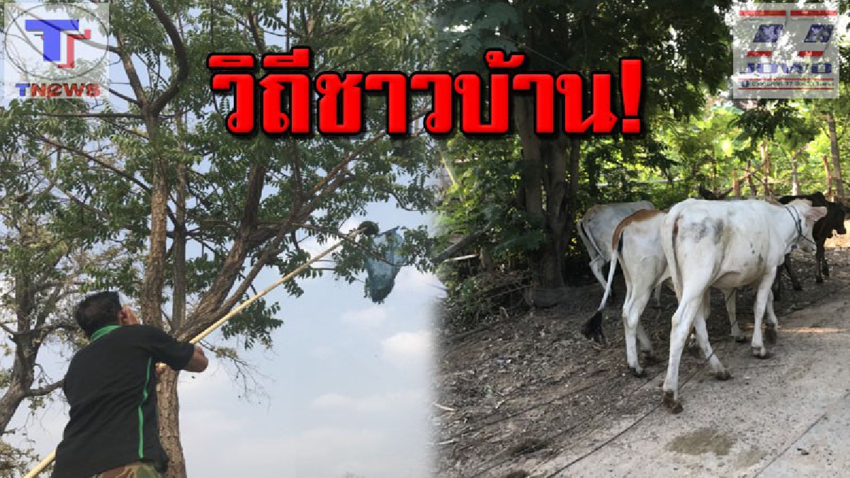 ของดีหน้าแล้ง! ชาวบ้านเมืองช้าง เลี้ยงวัว ลงแหย่ไข่มดแดง สร้างรายได้ให้ครอบครัวหลังว่างทำนา (คลิป)
