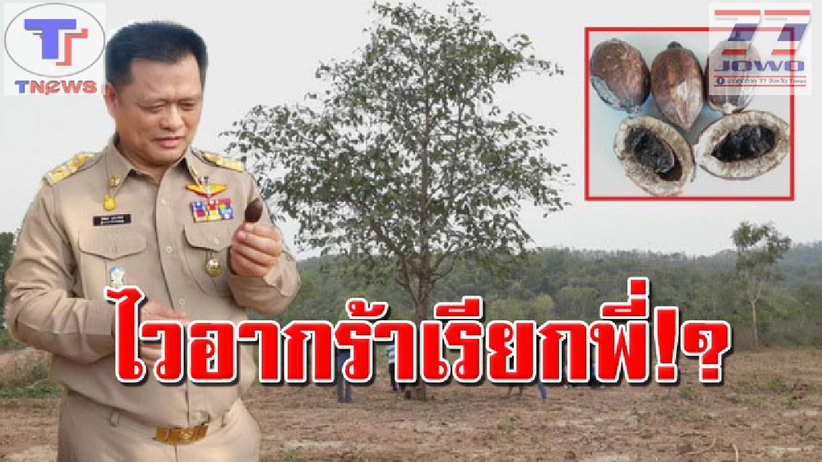 เป็นเรื่องใหญ่!!! ผู้ว่าฯ สุโขทัยสั่งวิจัยด่วน “ลูกผ่าด้าม-ไวอากร้าเรียกพี่” หนุนชาวบ้านปลูกส่งขายทั่วโลก (ชมคลิป)