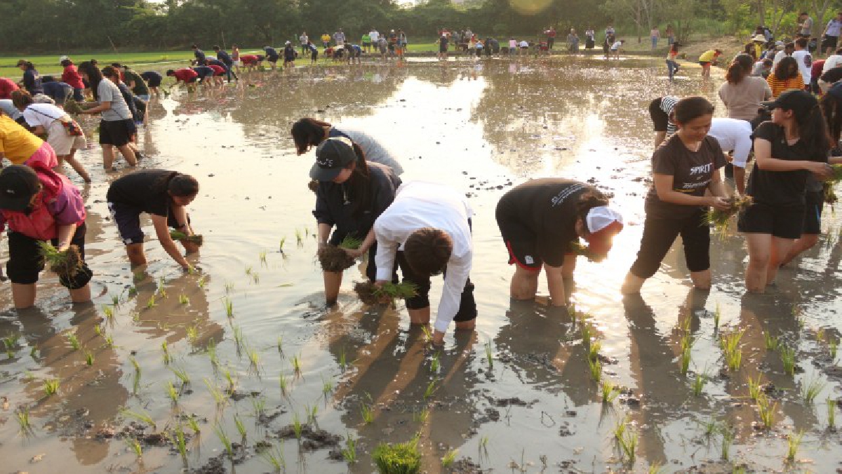 ปทุมธานีมธ.จัดกิจกรรมโครงการธรรมศาสตร์ทำนาเศรษฐกิจพอเพียงครั้งที่ 12