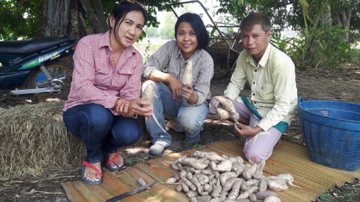 รายได้ดีเกินคาด!! เกษตรกรยโสธร..หันมาปลูกมันหวานญี่ปุ่นอินทรีย์ ส่งขายทางโลกออนไลน์ ได้ราคาสูงถึงกิโลกรัมละ 50 บาท  (ชมคลิป)