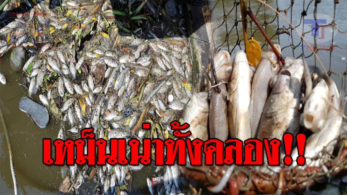 เหม็นคาวคลุ้ง..!! ชาวบ้านช็อคทั้งบาง พบปลาหมอเทศ ลอยเน่าเหม็น ตายเกลื่อนคลองสุนัขหอน เตรียมหาสาเหตุ!? (ชมคลิป)