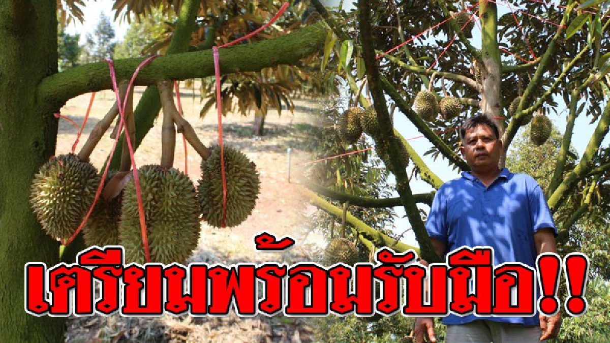 พร้อมประชันหน้ากับพายุ ! ชาวเกษตรกรผู้ปลูกทุเรียน เตรียมตัวรับมือ "พายุฤดูร้อน" ที่กำลังจะซัดถล่มเร็วๆนี้..!? (ชมคลิป)