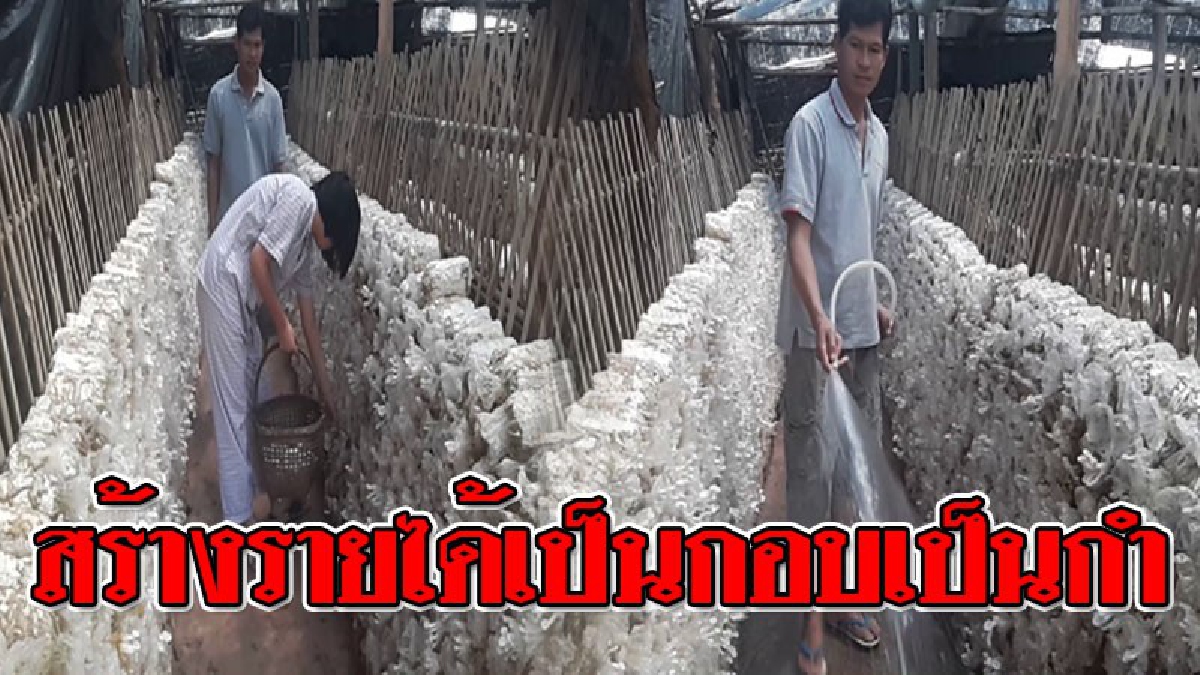 ชี้ทางรวย!! บอกเลยงานนี้รายได้ 30,000 บาทต่อเดือน หนุ่มช่างตัดผมหันมาเพาะ "เห็ดนางฟ้าและนางฟ้ารมดำ" ขายสร้างรายทุกวัน..!?