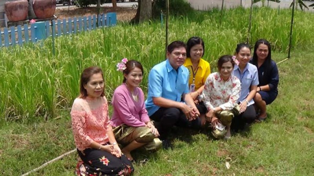 ผอ.รพ.ทำนาข้าว!! ชาวบ้านชื่นชม ผอ.รพ.เมืองคอนทำนา นำพันธุ์ข้าวพระราชทานมาปลูกขยายพันธุ์ไว้แจกเจ้าหน้าที่และประชาชนที่มาใช้บริการ รพ.(ชมคลิป)
