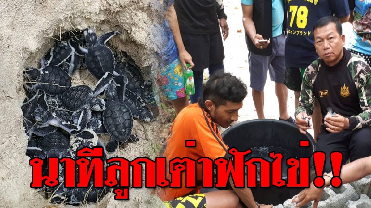 วินาทีลืมตาดูโลก ! เปิดคลิปสุดทึ่ง นาทีลูกเต่าฟักตัวออกจากไข่ และออกจากหลุมเพื่อมาดูโลกภายนอก..!?