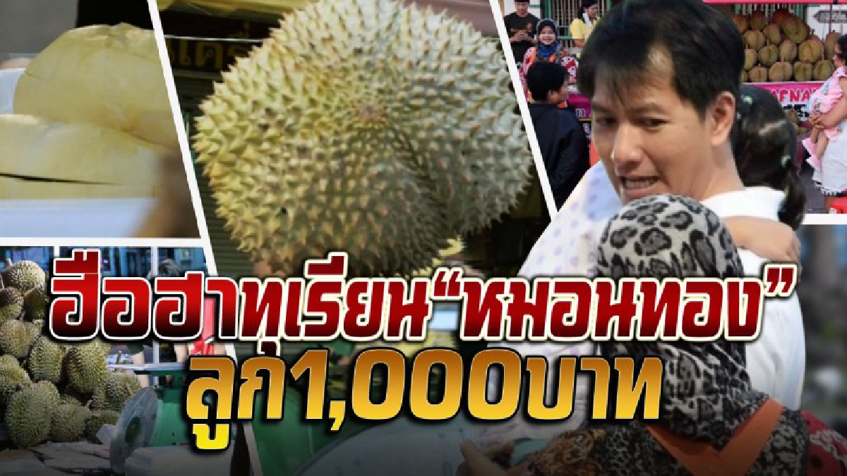 ฮือฮา !! ทุเรียนหมอนทองยะลา ลูกละ 1,000 บาท แต่ยอดขายพุ่ง ลูกค้ายอมจ่าย เจ้าของการันตีเนื้อแน่น เม็ดเล็ก รสชาติหวานมัน (ชมคลิป)