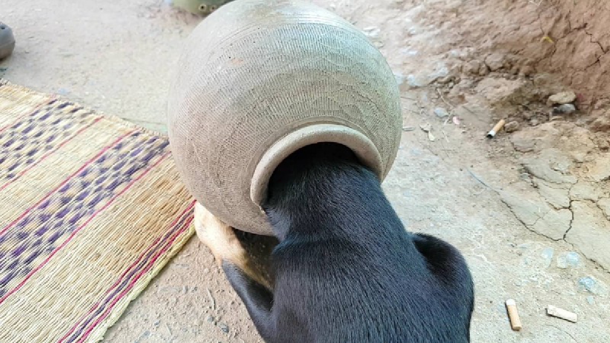 ซนจนได้เรื่อง ! กู้ภัยเร่งช่วยชีวิตหมาน้อยหัวติดไห เอาออกไม่ได้จนหายใจลำบาก หวั่นจะขาดอากาศหายใจตาย (มีคลิป)