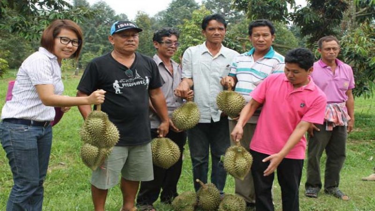 ทุเรียนเมืองคอน!!ผู้ว่า ฯเรียกประชุมเตรียมแผนรับมือทุเรียนเกือบ 4 หมื่นตัน,มังคุด 5 หมื่นตันอีก 3 เดือนออกสู่ตลาดหวั่นราคาตกต่ำ(ชมคลิป)