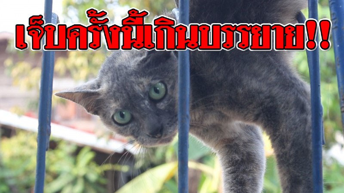 เห็นแล้วเจ็บแทน ! เจ้าแมวเหมียวสุดดวงซวย คาบลูกลงมาจากหลังคาบ้าน แต่โดนเหล็กเสียบขาทะลุ..!? (ชมคลิป)