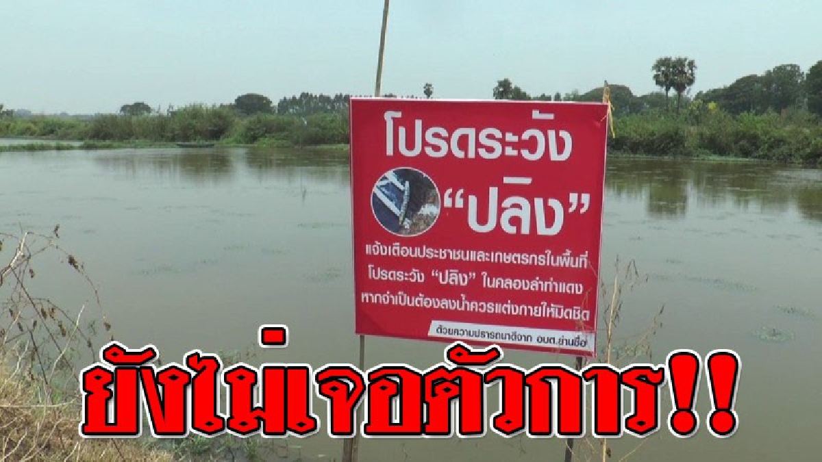 ระวังปลิง ! กรมประมงยุติการหาปลิงประหลาด หวั่นทำให้นาบัวของนายสุบินเสียหาย ส่วนภาพถ่ายปลิงไม่สามารถพิสูจน์ได้ ต้องนำตัวจริงมาผ่าพิสูจน์
