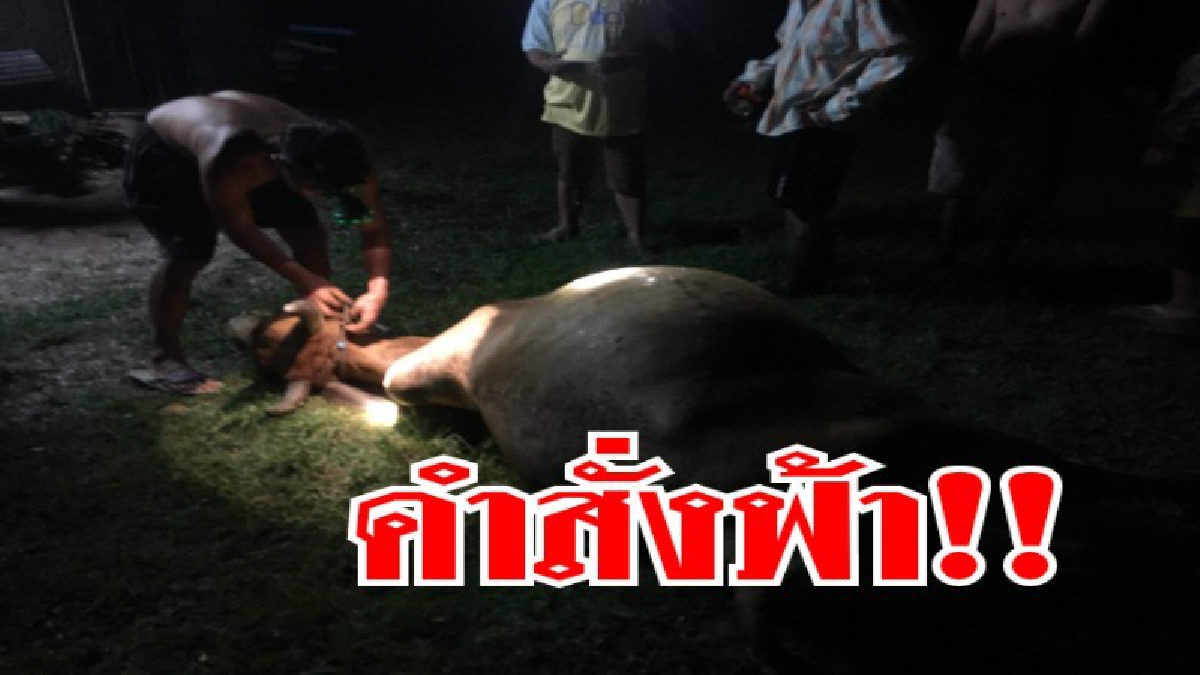 สุดสลด!!! ฟ้าผ่าแม่วัวท้องแก่ ฝนตกพายุพัดกระหน่ำ เจ้าของเผยนำวัวไปผูกอยู่กลางทุ่งนา พอฝนหยุดรีบไปดูกลับพบซากวัวของตนถูกฟ้าผ่าล้มตาย (ชมคลิป)