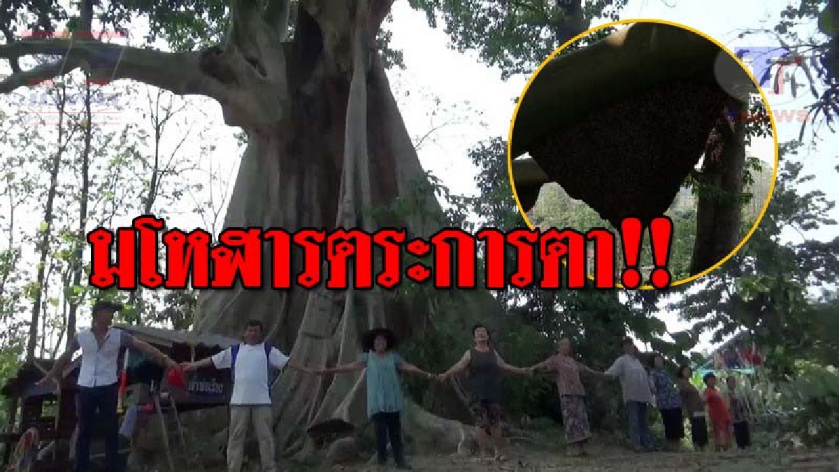 ตะลึงทั้งจังหวัด..!! พบโคตร "ต้นเรืองหรือต้นผึ้ง" ใหญ่โตมะหึมา ขนาด 36 คนโอบ อายุกว่า 500 ปี ทึ่งหนัก มีผึ้งหลวงทำรังกว่า 30 รัง!? (ชมคลิป)