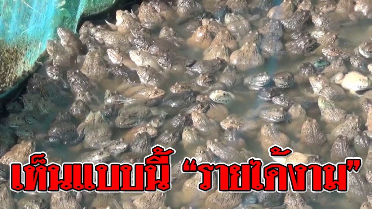 ช่องทางพารวย ! ชาวบ้านคลองลำท่าแดง เลี้ยง "กบ" ในกระชัง ขายสร้างรายเป็นกอบเป็นกำ..!?
