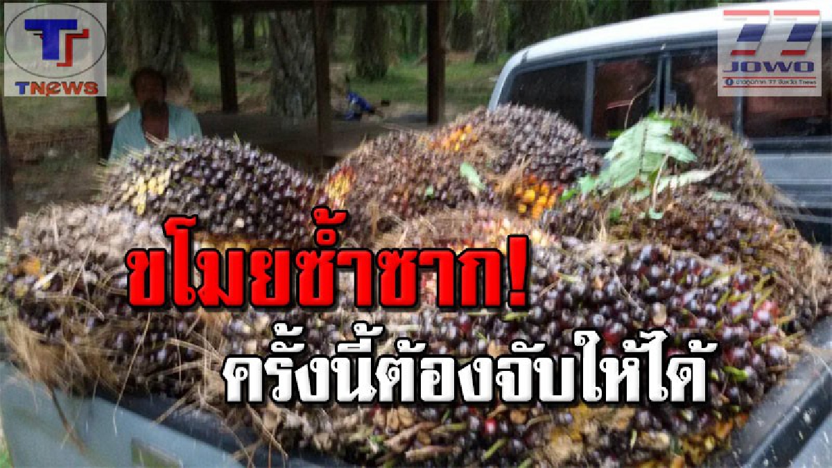 สุดแค้น !!! โจรร้ายบุกขโมยตัดผลปาล์มน้ำมันกว่า 10 ครั้ง เจ้าของสวนล้อมจับระทึก! งานนี้รู้ตัวแล้ว จ่อออกหมายจับด่วน (คลิป)