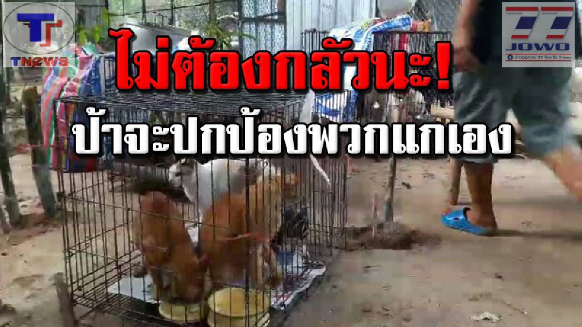 พายุฤดูร้อนพัดถล่มศูนย์พักพิงสุนัข-แมว บ้านเขาตะแบก พังยับ!! "ป้าเล็ก-ป้าแต๋ว" น้ำตาร่วง วิ่งจับแมวใส่กรงเล็กหนีพายุฝนโกลาหล (มีคลิป)