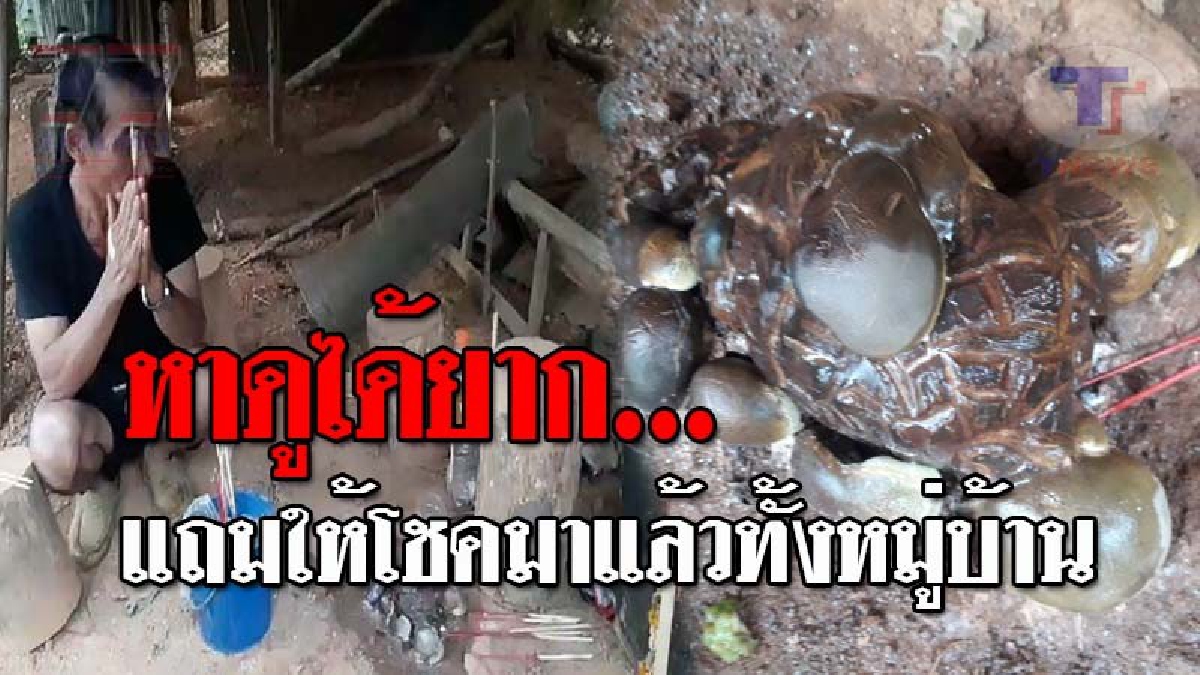 แตกฮือทั้งหมู่บ้าน..!! เกิดมาพึ่งเคยเจอ "เห็ดประหลาด" รูปร่างคล้ายเต่า เชื่อมาให้โชค หลังเพื่อนบ้านแห่มาดู ถูกหวยกันเพียบ!? (ชมคลิป)