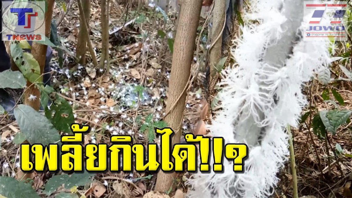 เกิดมาพึ่งเคยเห็น!! "เพลี้ยข้าวตอกแตก" เพลี้ยประหลาดหาดูยาก สีขาวนวล สวยงาม แถมกินได้ด้วย!? (คลิป)