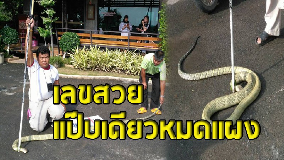 ตะลึงทั้งร้าน !! จงอางเผือกบุกร้านกาแฟดัง ชาวบ้านเชื่อเป็นงูเจ้าที่ แห่ตีเลขเด็ดเป็นเลขที่อยู่ร้าน