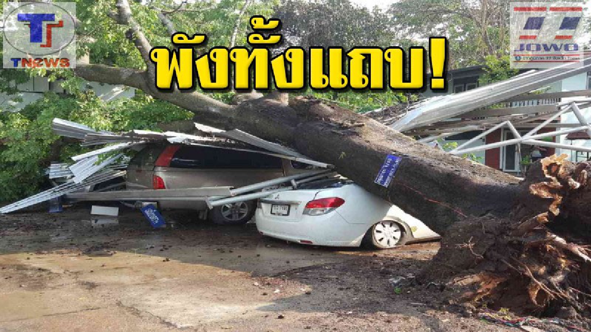 พายุฝนลมแรงถล่มอำเภอแม่ริม ต้นมะกอกยักษ์อายุนับ 100 ปี ล้มทับรถ จนท อำเภอเสียหาย 4 คันรวด (คลิป)